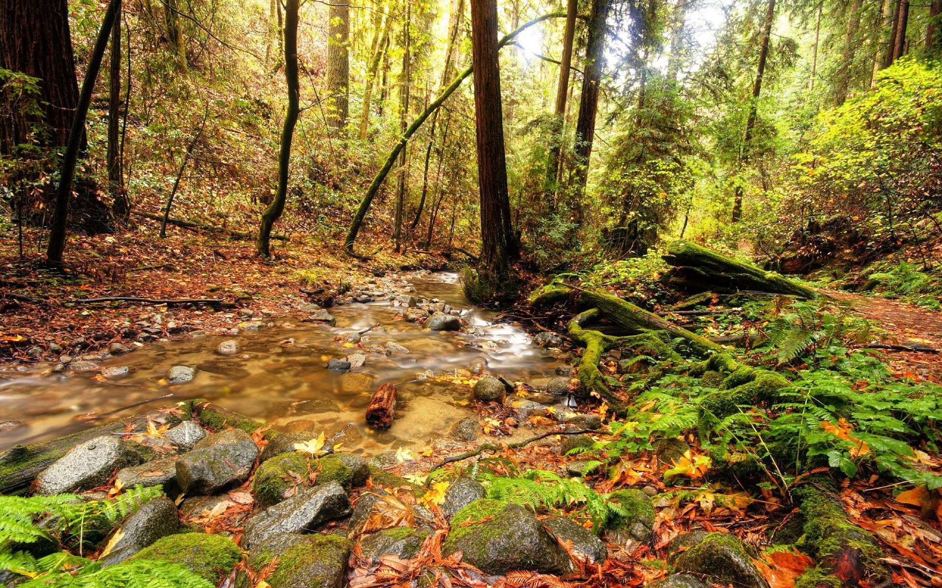 wald bäume laub grün bach steine