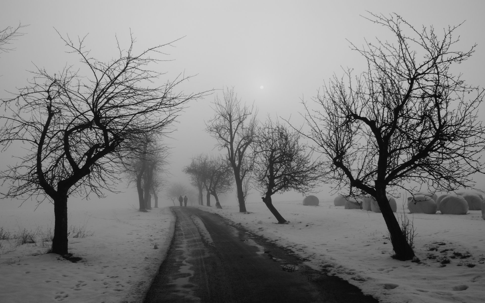 arbres route hiver