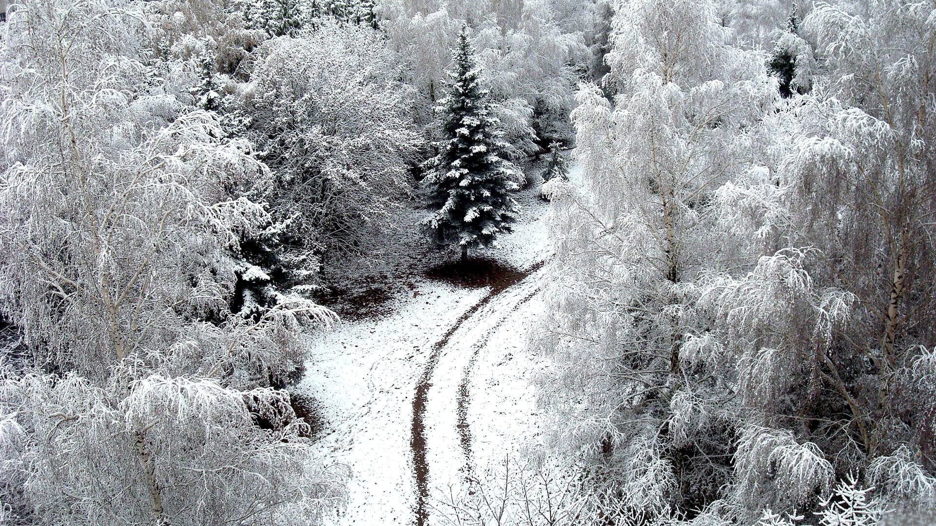 winter road snow trees viner nature