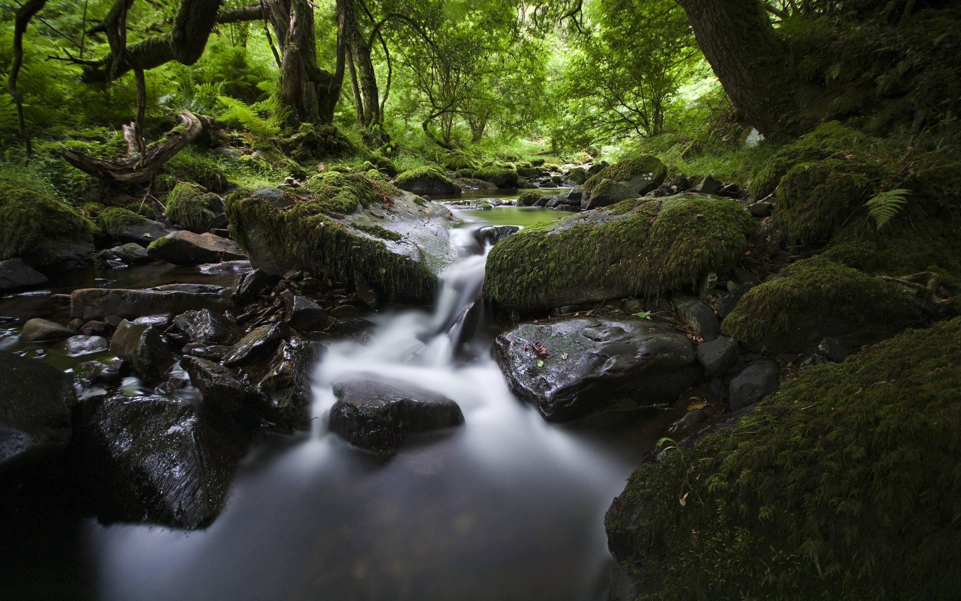 naturaleza río corriente agua piedras hojas bosque