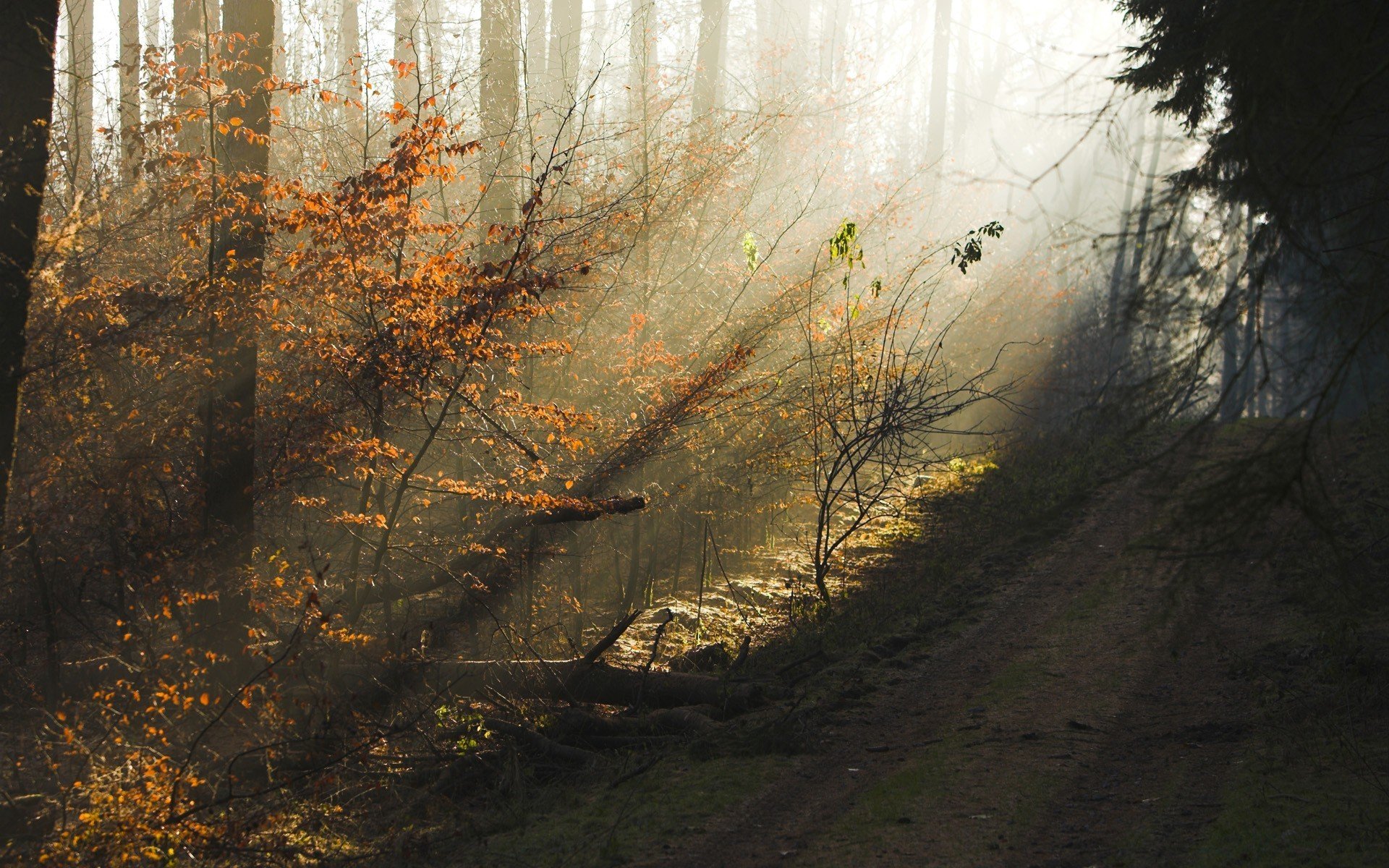 foresta autunno sole bellezza foschia mattina sera alberi strada