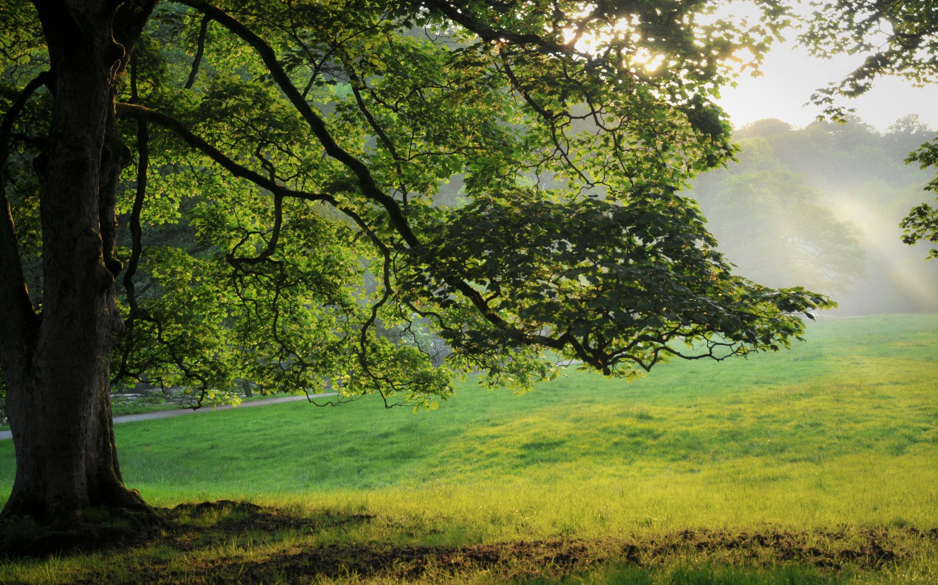 nature tree grass forest leaves summer tree photo