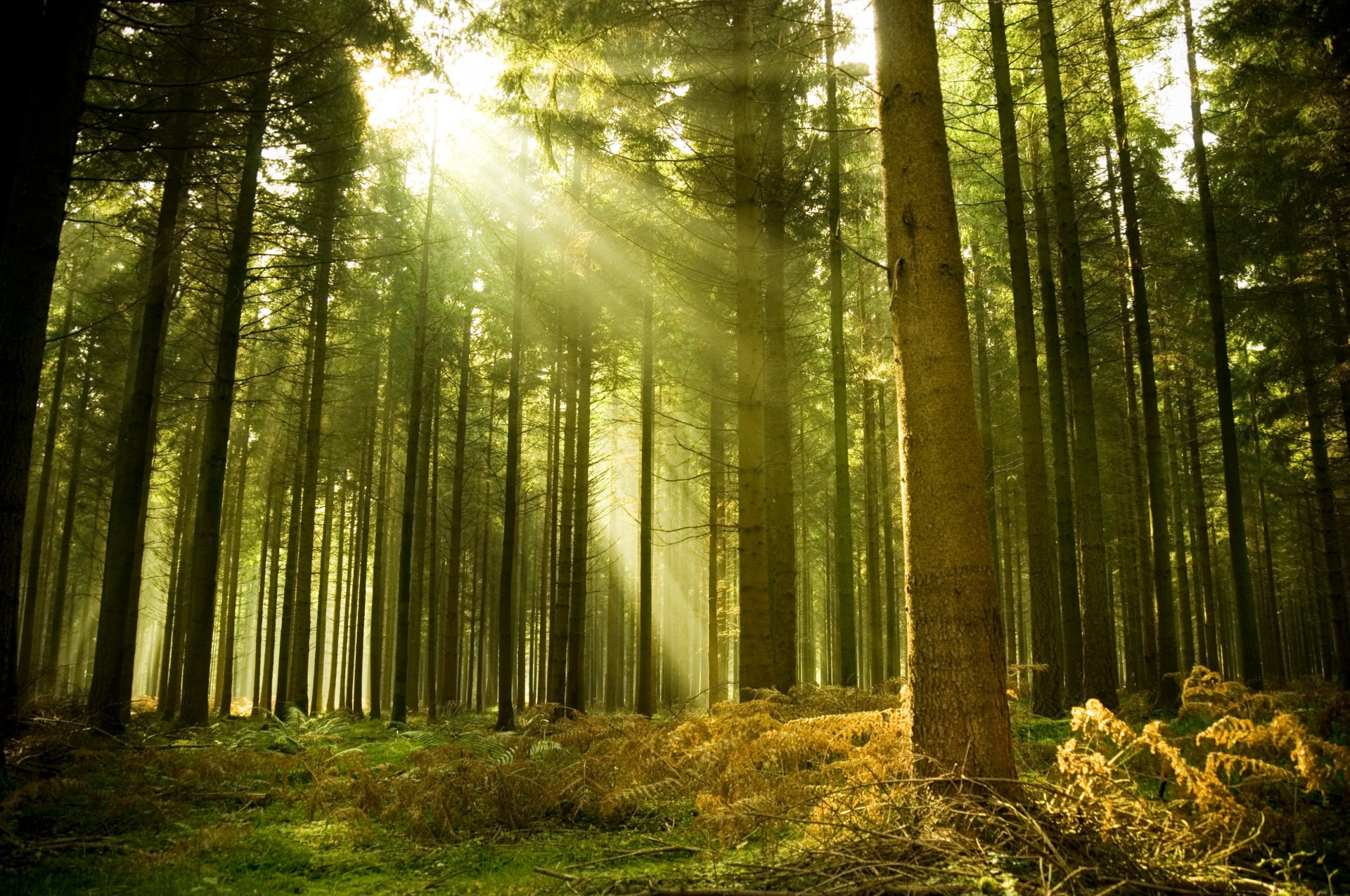 forest rays beauty summer mornings on the evening tree