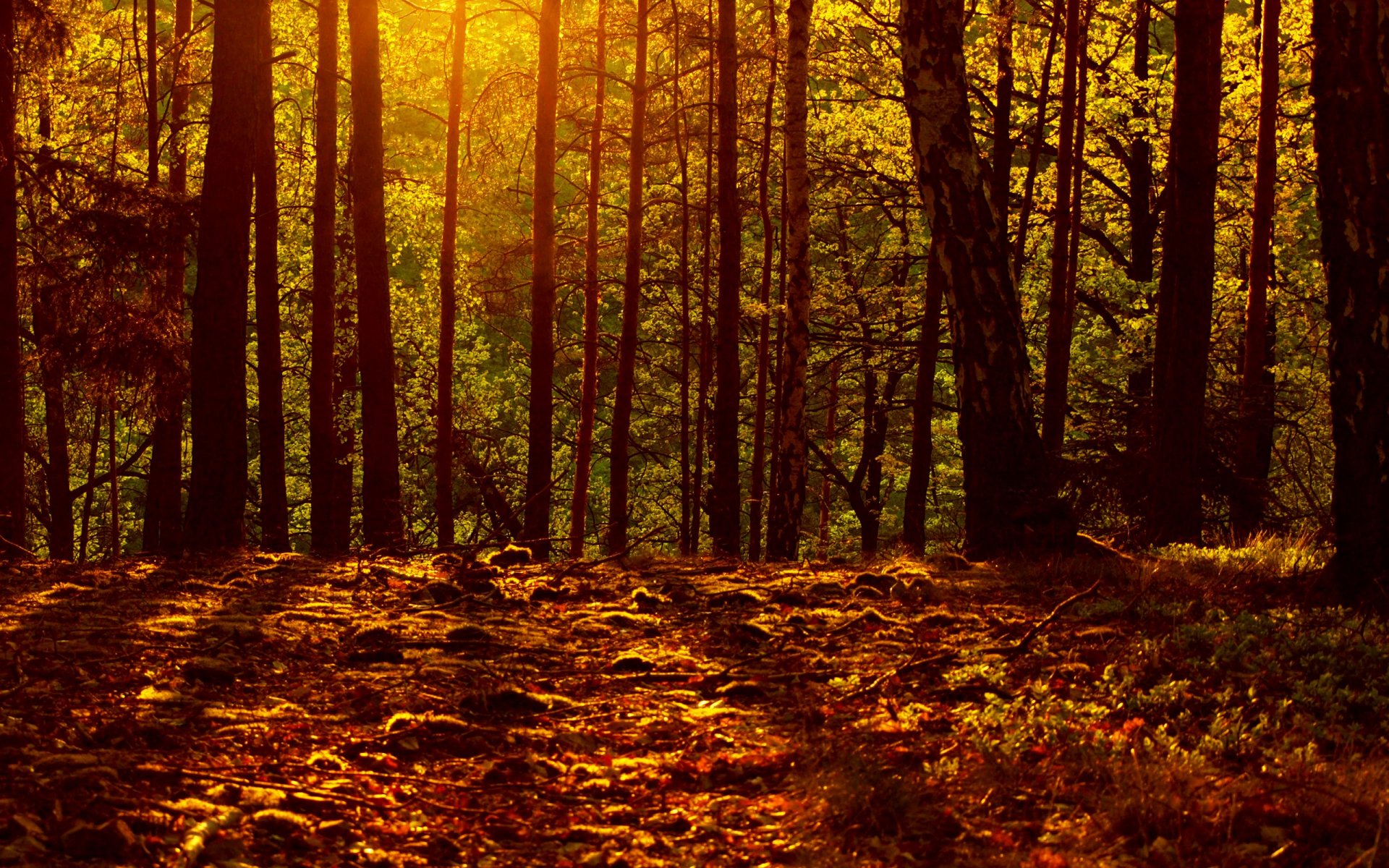 herbst blätter wald licht