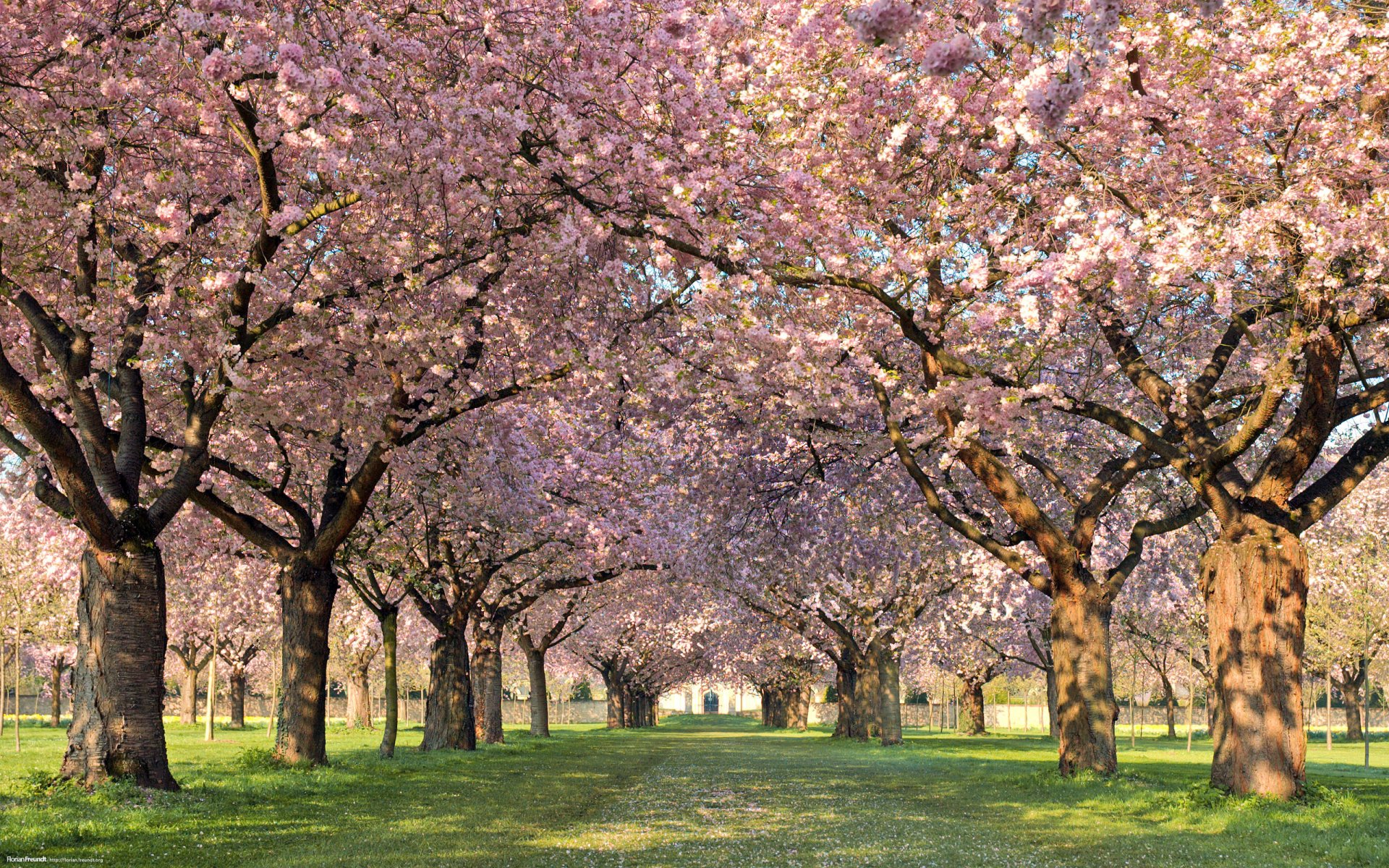 frühling bäume blumen gasse blütenblätter natur