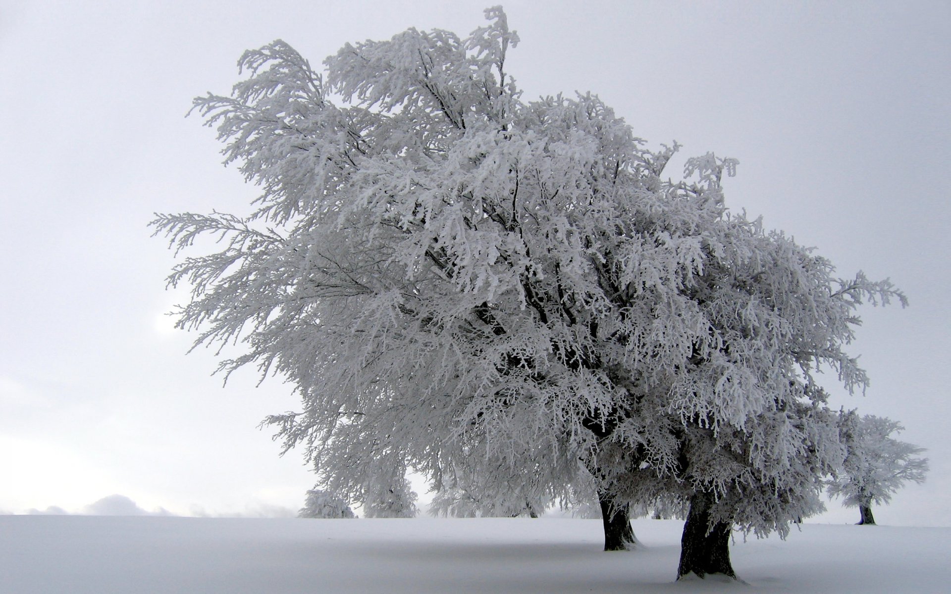 landschaften natur winter bäume schnee