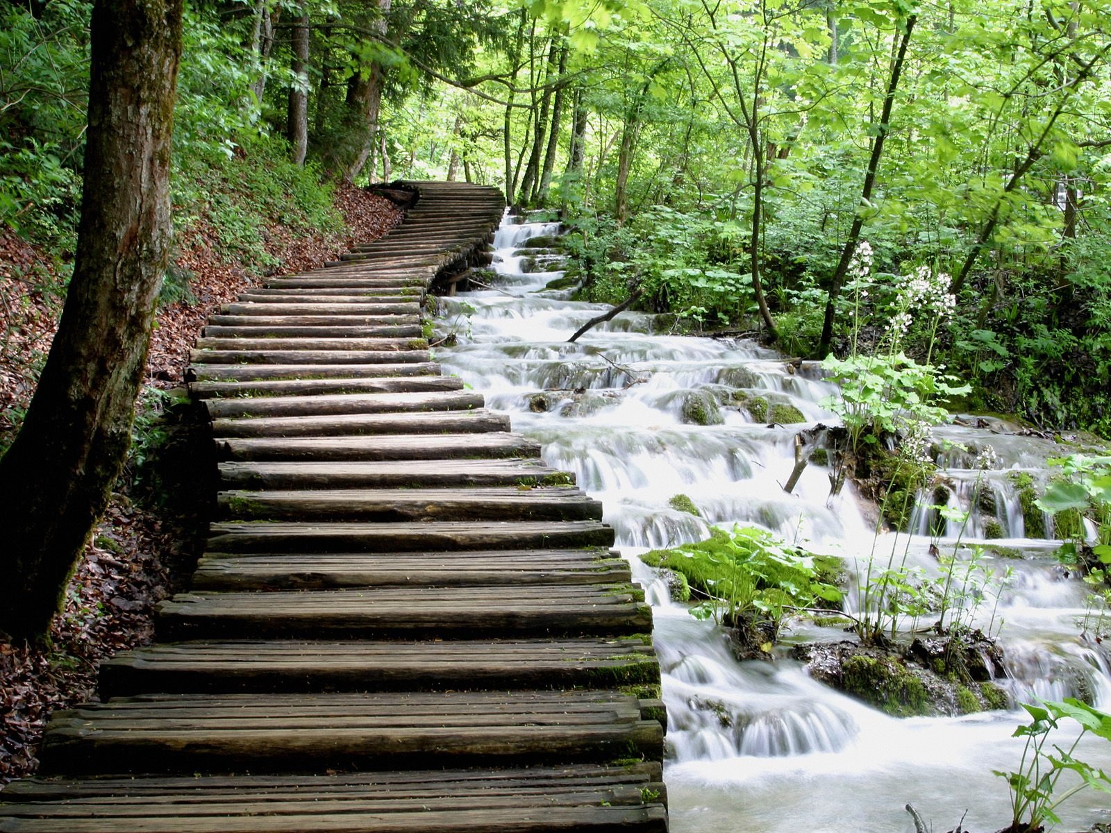 eau flux cascade passerelle en bois verdure