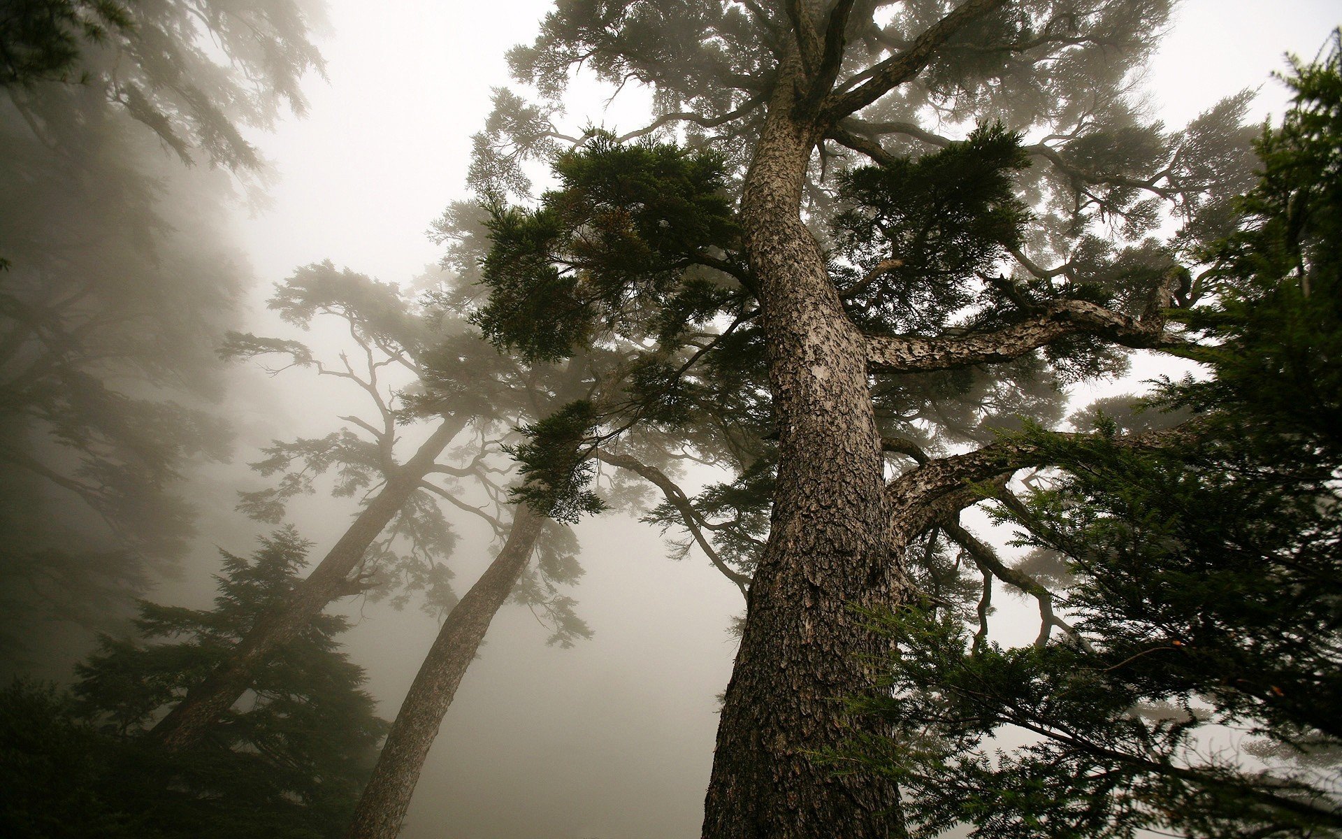 tree fog pine