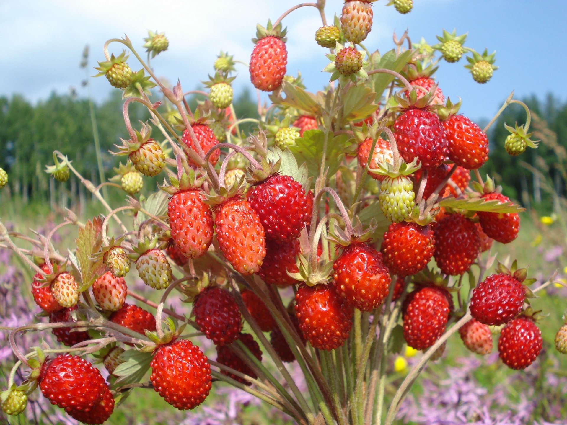 trawberry bouquet berries wallpaper