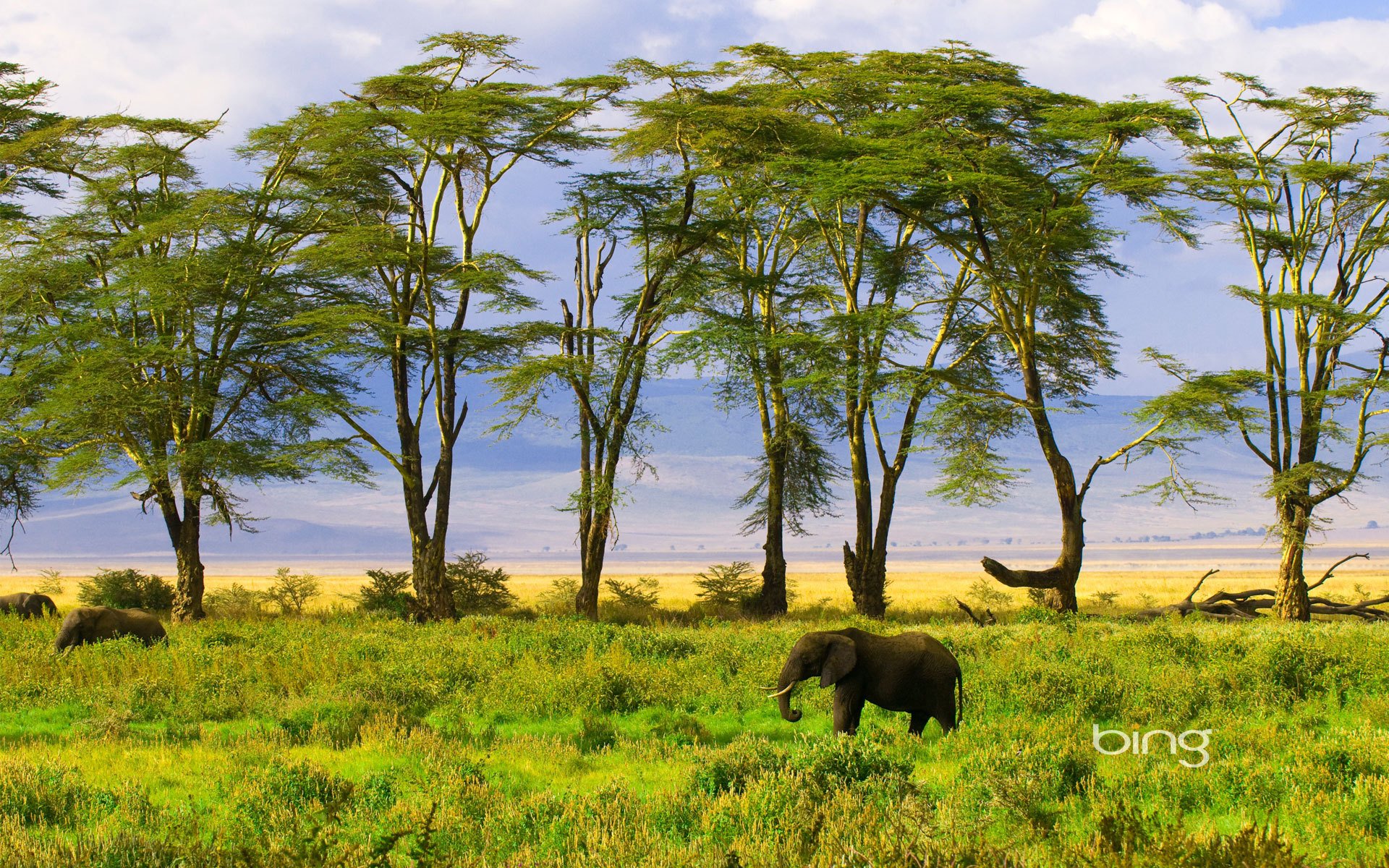 elefant natur grün