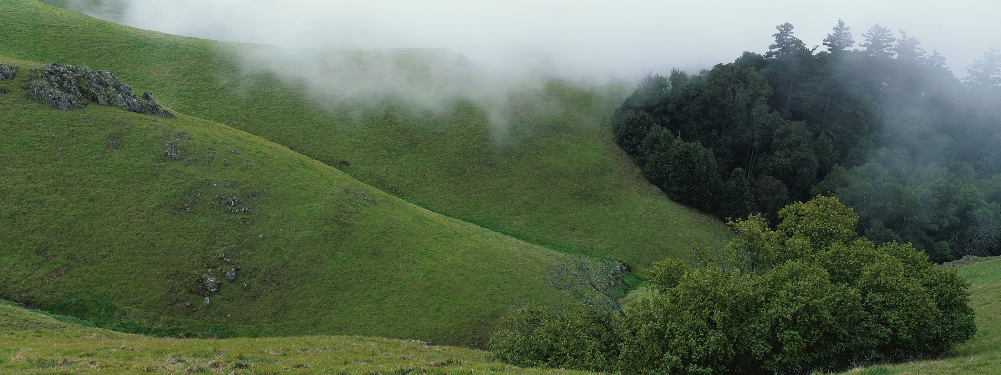 el verde de las colinas la niebla