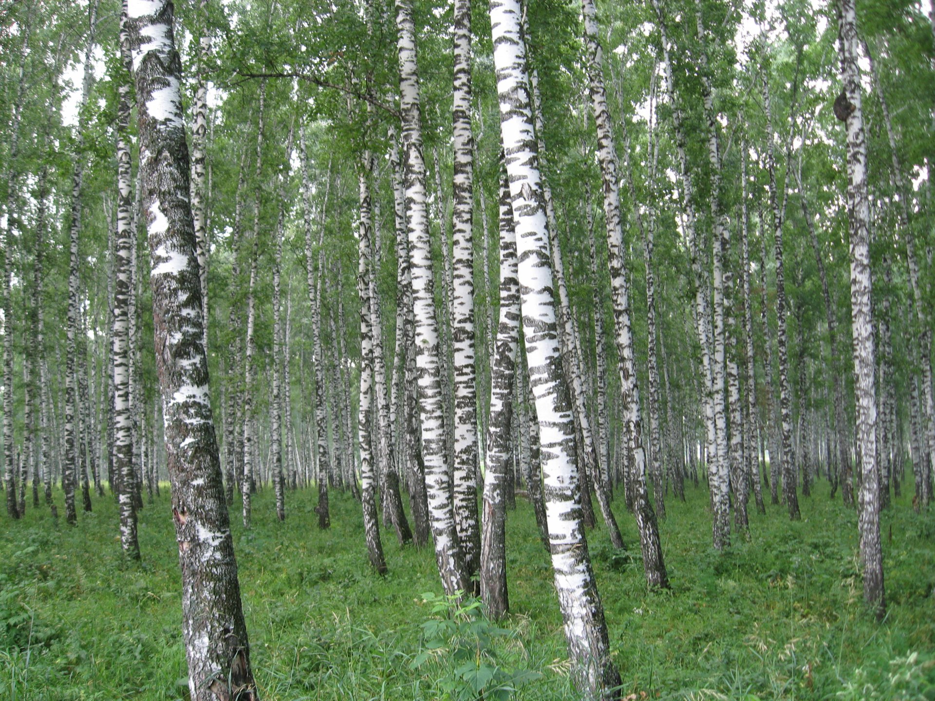 birch russia birthplace