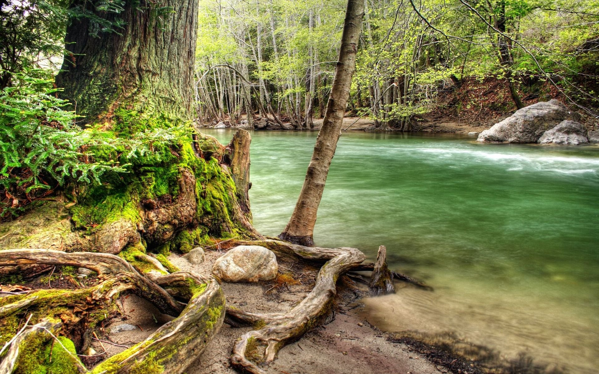 baum treibholz fluss wald