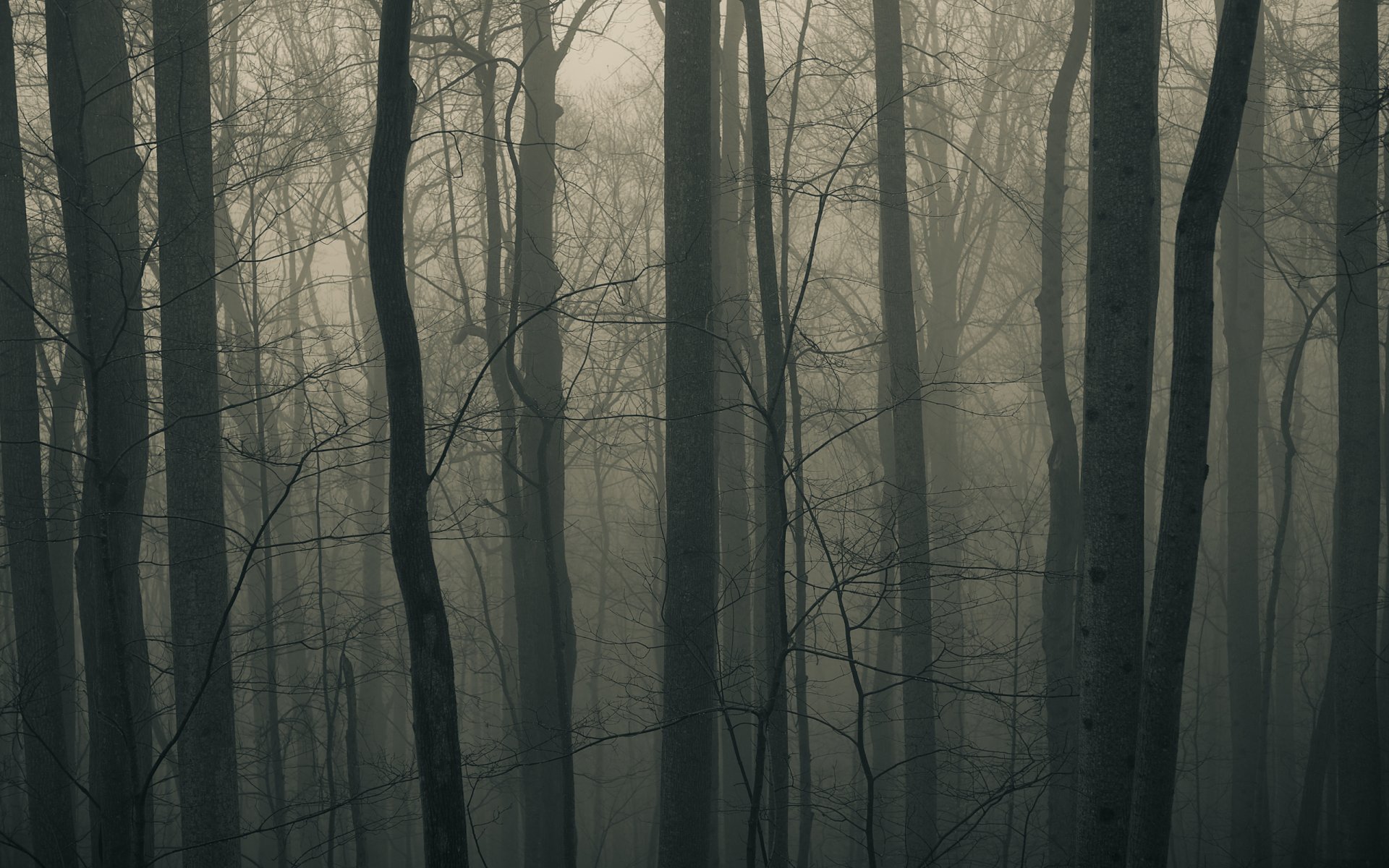 forêt brouillard arbres