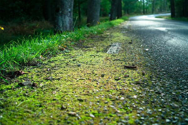 Musgo en un camino forestal húmedo