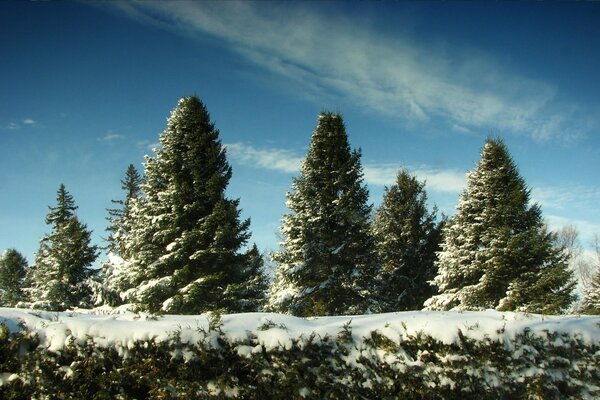 Albero di Natale foresta nella neve