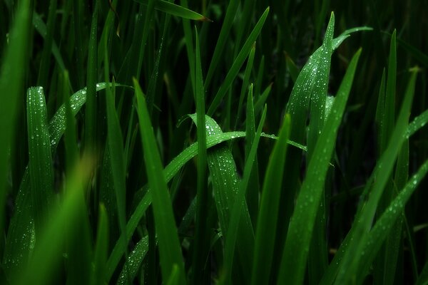 Morning dew drops on the grass