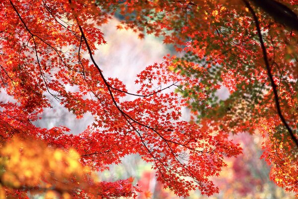 Разноцветные осенние кленовые листы