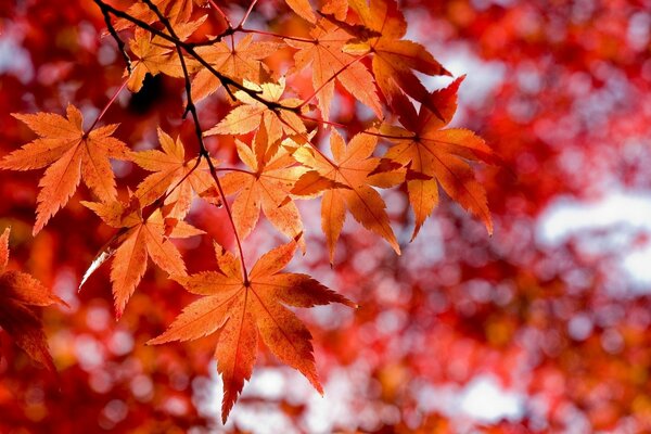 Макросъемка осенних листьев красного цвета