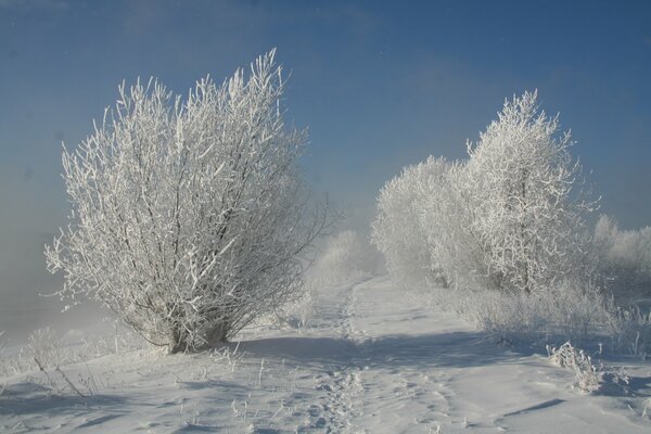 Árboles cubiertos de nieve en un día soleado