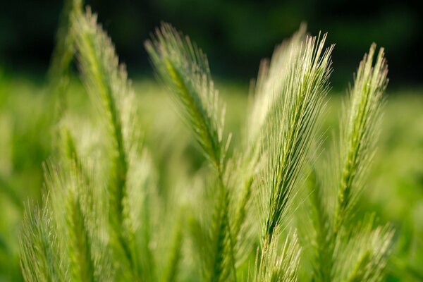 Колосья пшеницы коупным планом на зеленом фоне