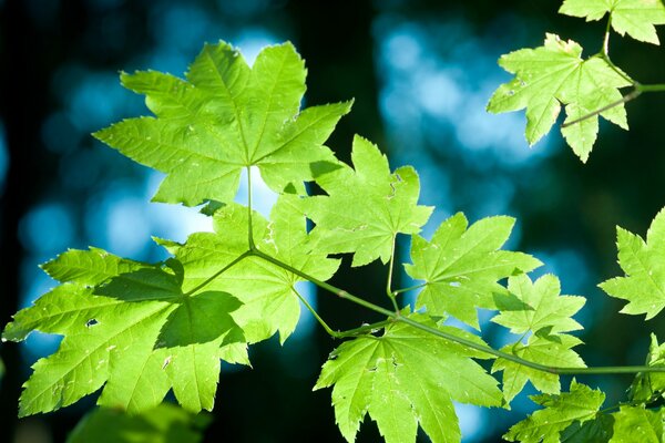 Follaje verde de cerca