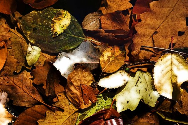 Naturaleza otoñal con hojas caídas