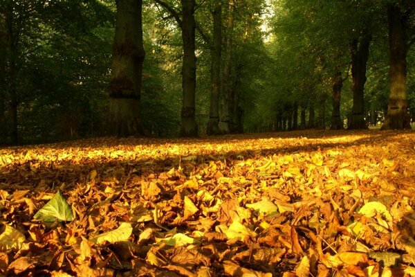 Autumn leaf fall in a beautiful forest