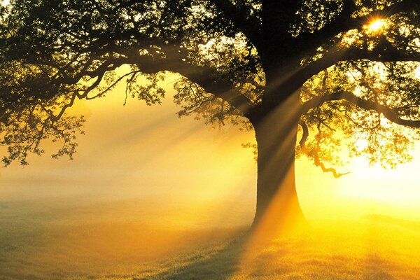 Foto di un albero sullo sfondo del tramonto