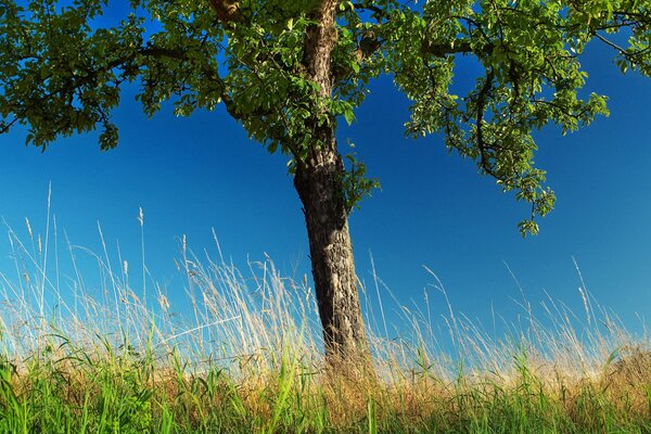 Ein grüner Baum steht im Gras