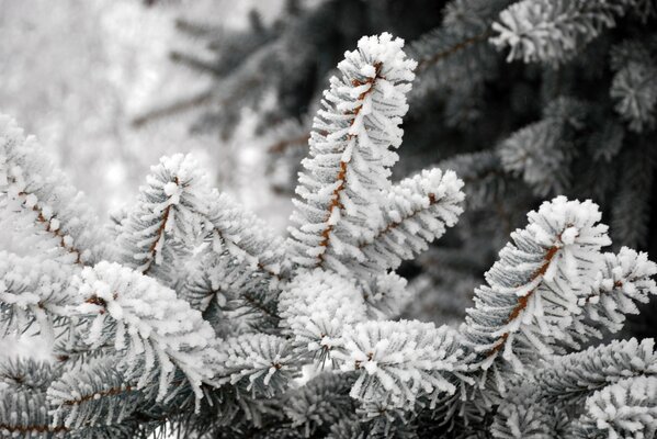 Frost covered coniferous trees with frost