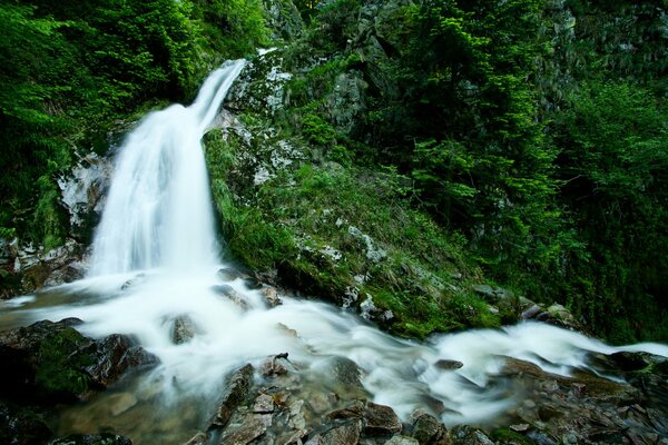 Hermosa cascada en el bosque verde