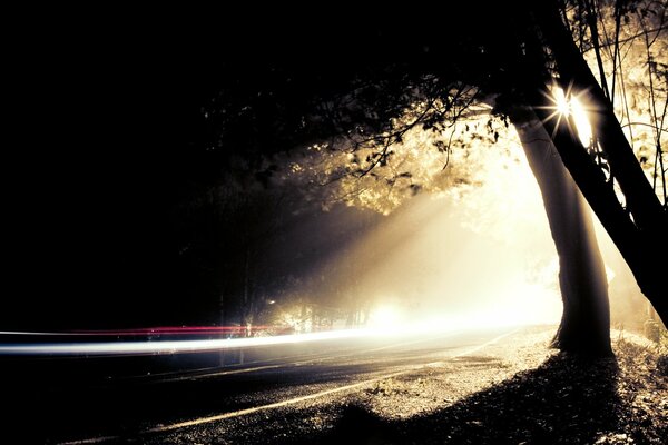 Light from the night density of trees