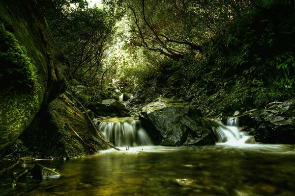 Flujo de agua en el río del bosque