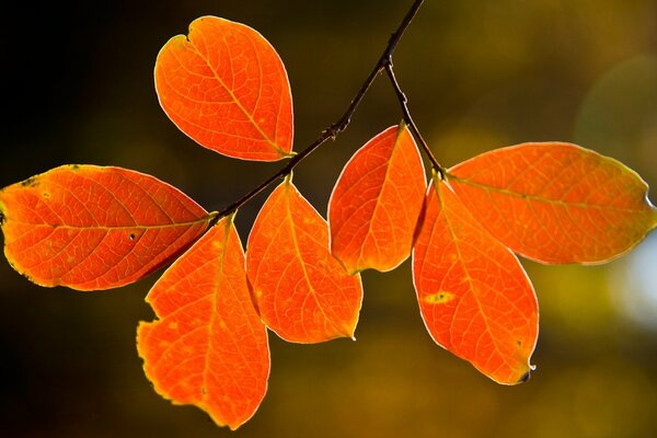 Autumn leaf hanging from a tree