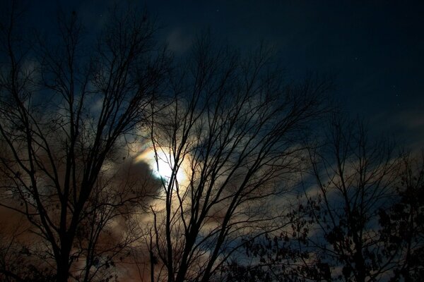 Hermosa vista de la Luna, a través de los árboles