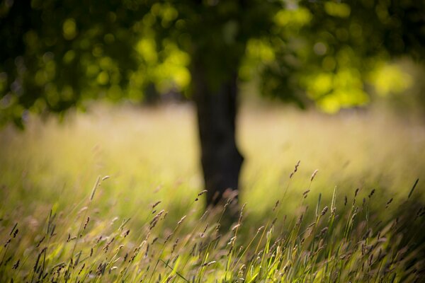 Campo con árbol y hierba