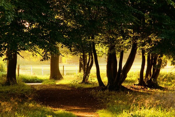 Old trees cast a shadow