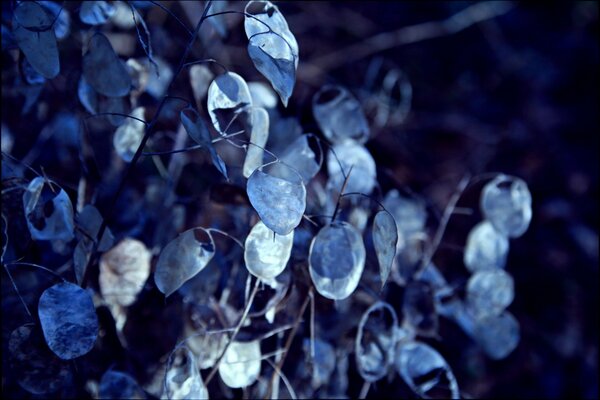 Immagine sfocata delle foglie blu