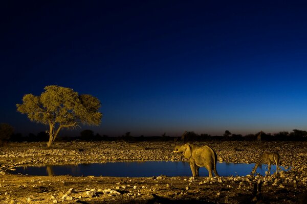 Elefant und Giraffe am nächtlichen Wasserloch