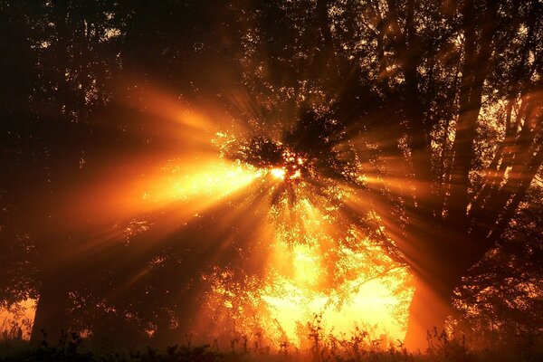 The rays of the sun make their way through the branches of trees