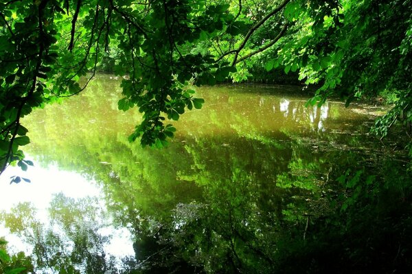 Green foliage of trees in the reflection of the sea surface