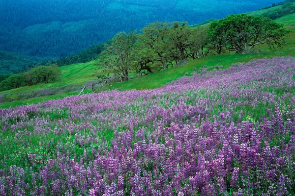 Flores y hierba en la ladera de la montaña