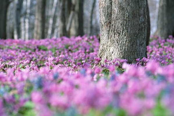 Pink flowers in a clearing near a tree