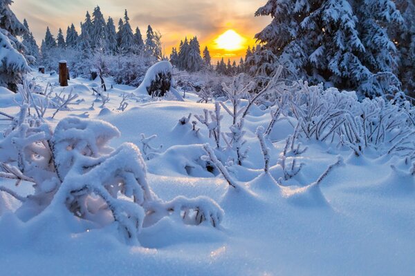 Bosque cubierto de nieve. Abeto y cortavientos