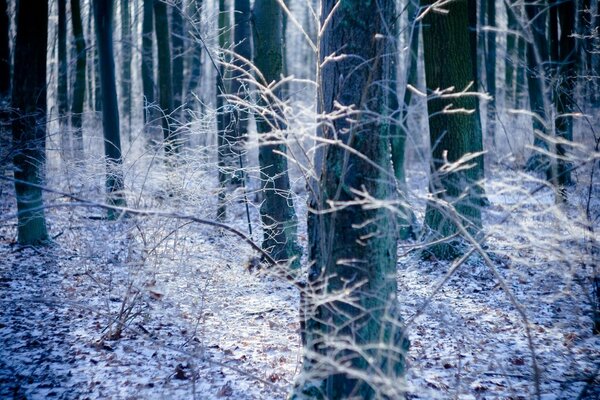 Der Herbst ist bereit für die Umarmung des Winters