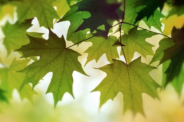 Foto von grünen Herbstblättern