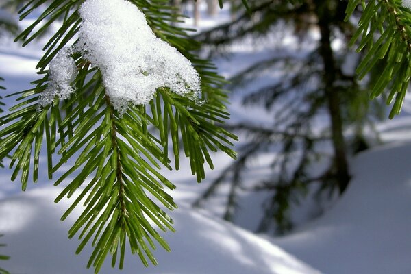 Aghi nella neve primo piano