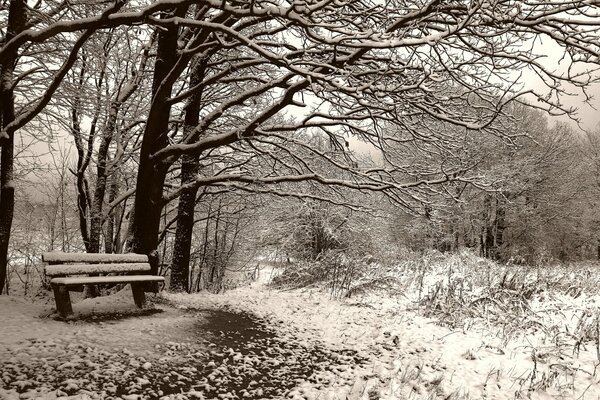 Eine einsame Bank im Winterwald