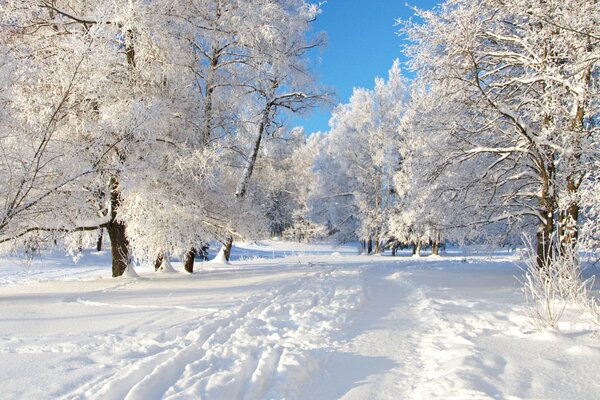Árboles cubiertos de nieve en el camino trillado